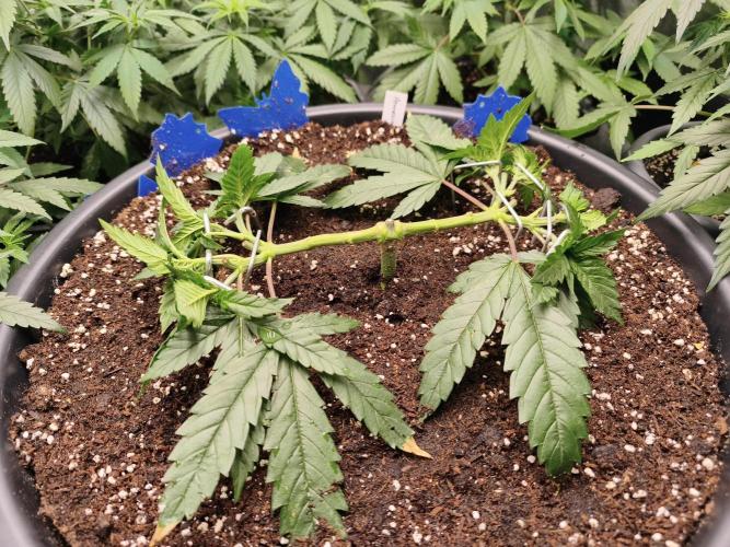 Big Mainline Project. Week 9