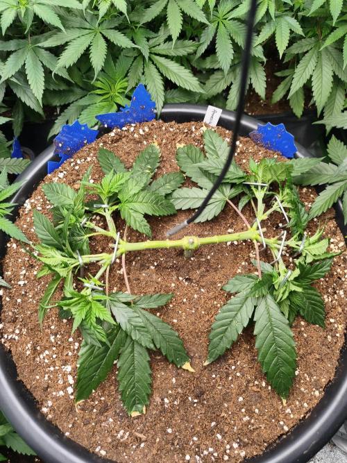 Big Mainline Project. Week 9