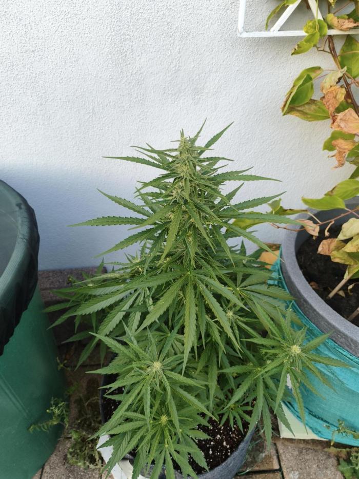 Outdoor grow 2026. Week 1