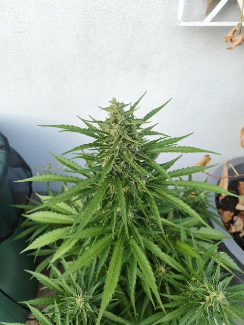 Outdoor grow 2026. Week 2