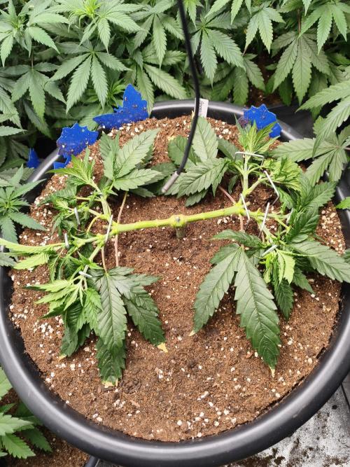 Big Mainline Project. Week 10