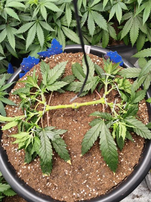 Big Mainline Project. Week 10