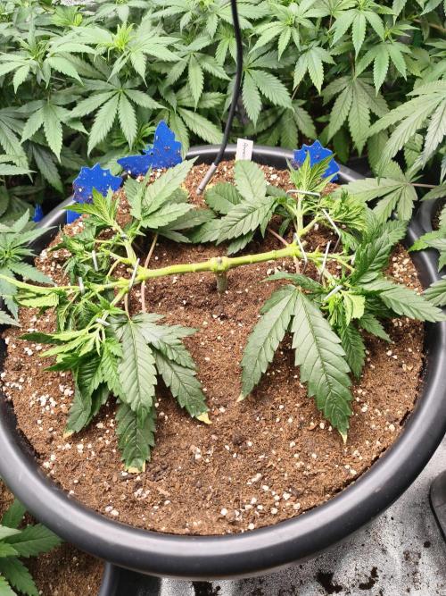 Big Mainline Project. Week 10
