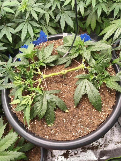Big Mainline Project. Week 10