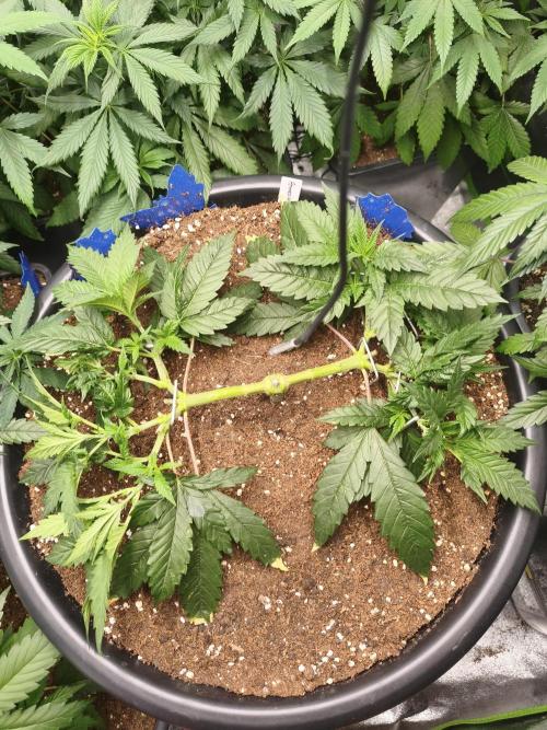Big Mainline Project. Week 10