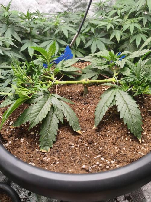 Big Mainline Project. Week 10