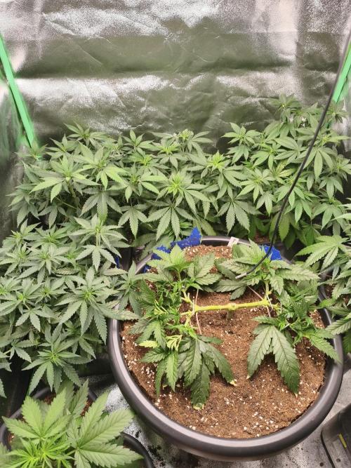 Big Mainline Project. Week 10