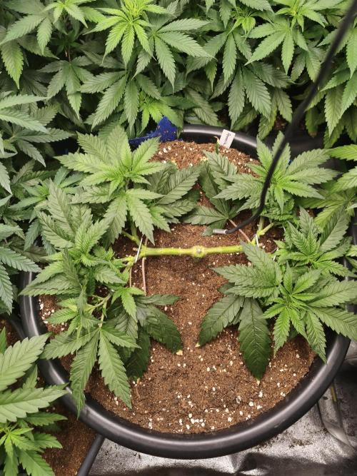 Big Mainline Project. Week 10