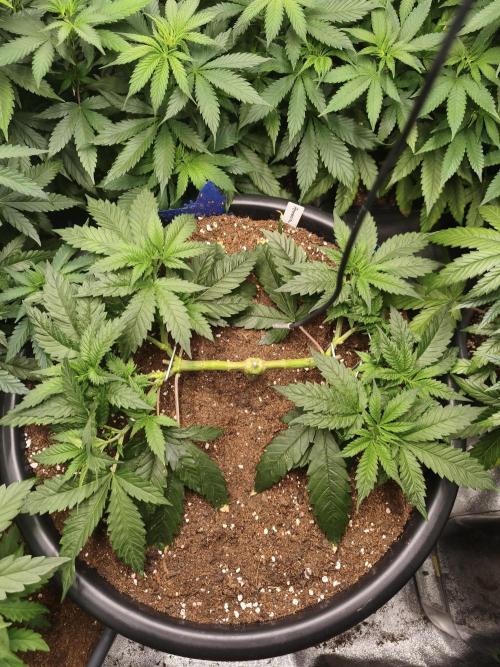Big Mainline Project. Week 10