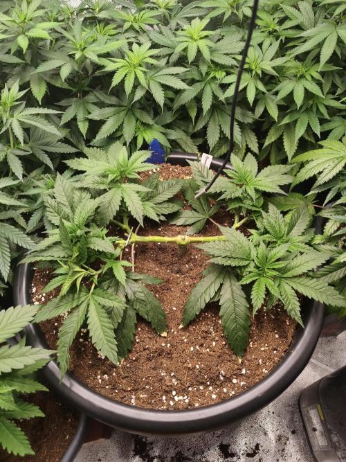 Big Mainline Project. Week 10
