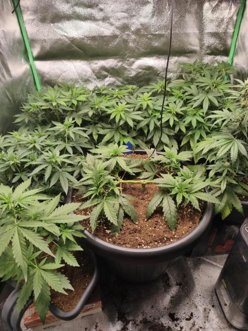 Big Mainline Project. Week 10