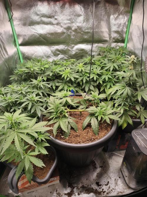 Big Mainline Project. Week 10