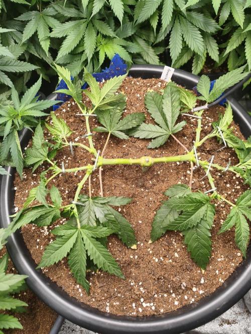 Big Mainline Project. Week 10