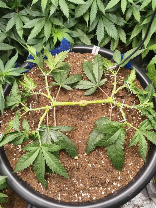 Big Mainline Project. Week 10