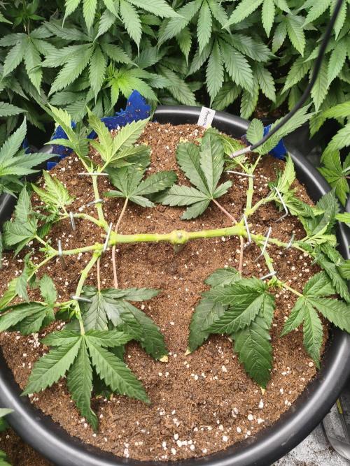 Big Mainline Project. Week 10