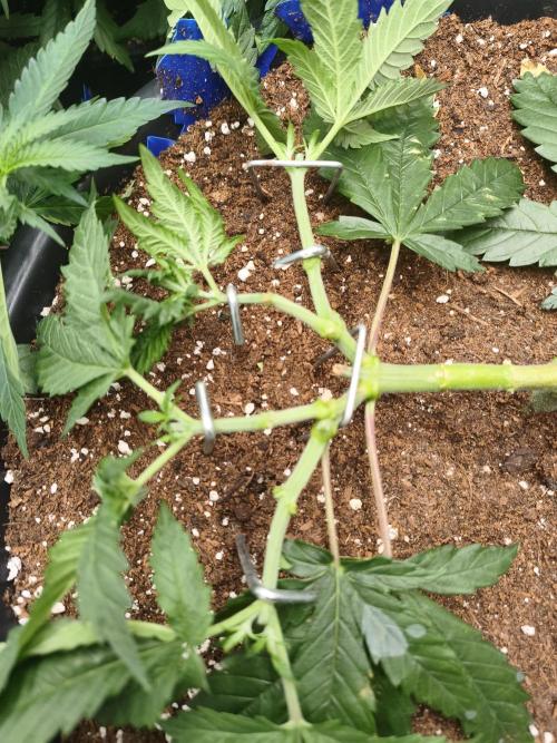 Big Mainline Project. Week 10