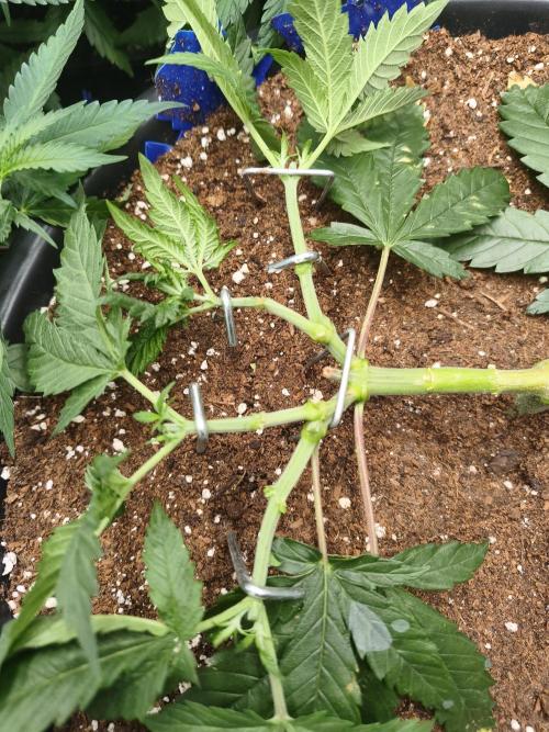 Big Mainline Project. Week 10