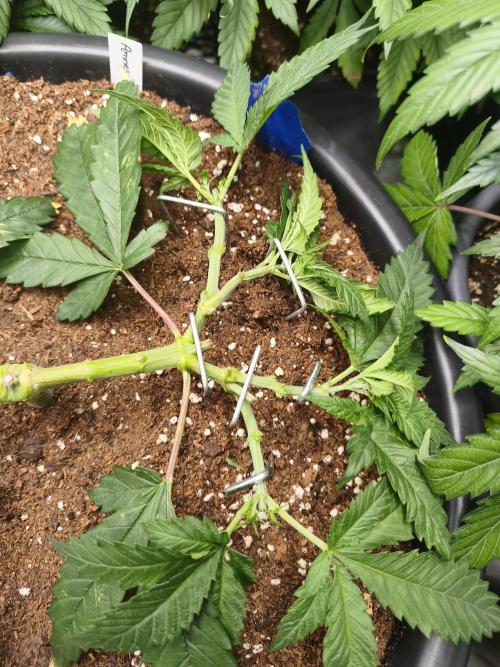 Big Mainline Project. Week 10