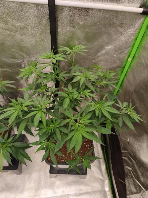 Sommer grow 2026. Week 3