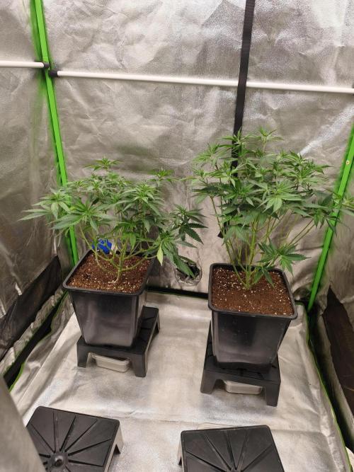 Sommer grow 2026. Week 3