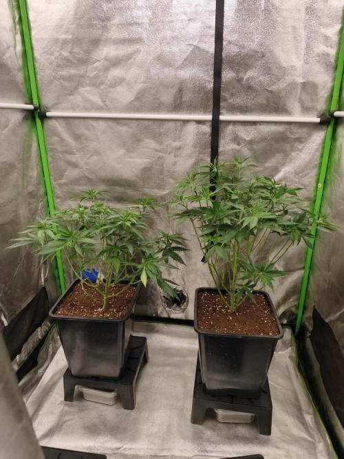 Sommer grow 2026. Week 3