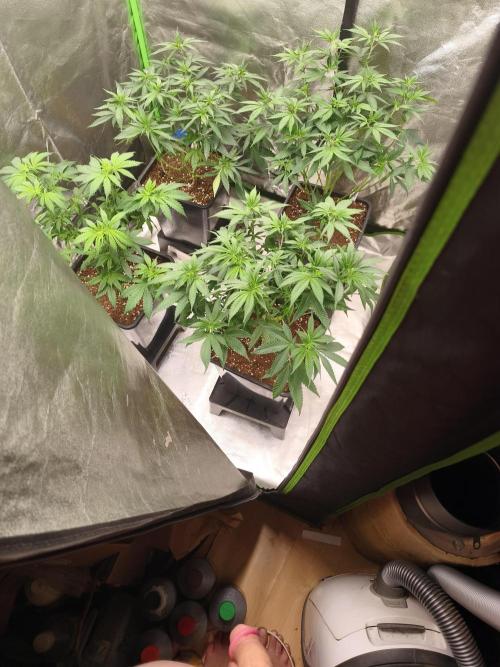 Sommer grow 2026. Week 3