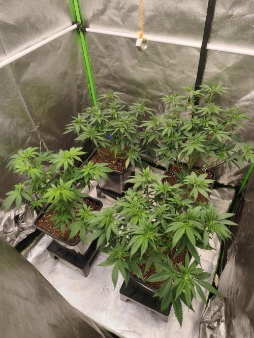 Sommer grow 2026. Week 3