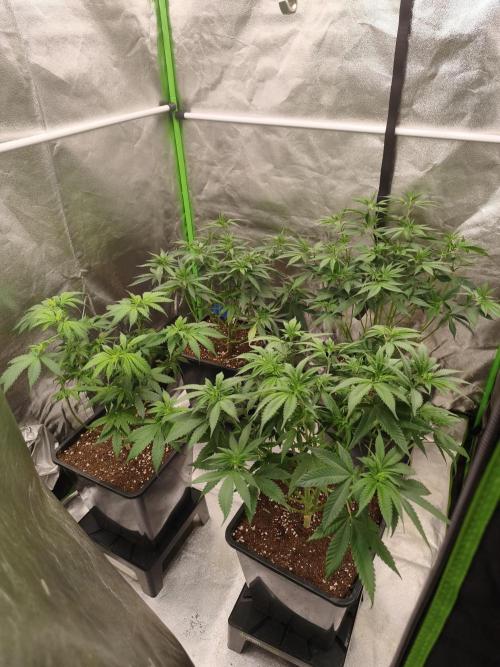 Sommer grow 2026. Week 3