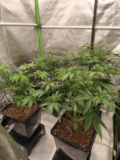 Sommer grow 2026. Week 3