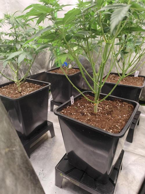 Sommer grow 2026. Week 3