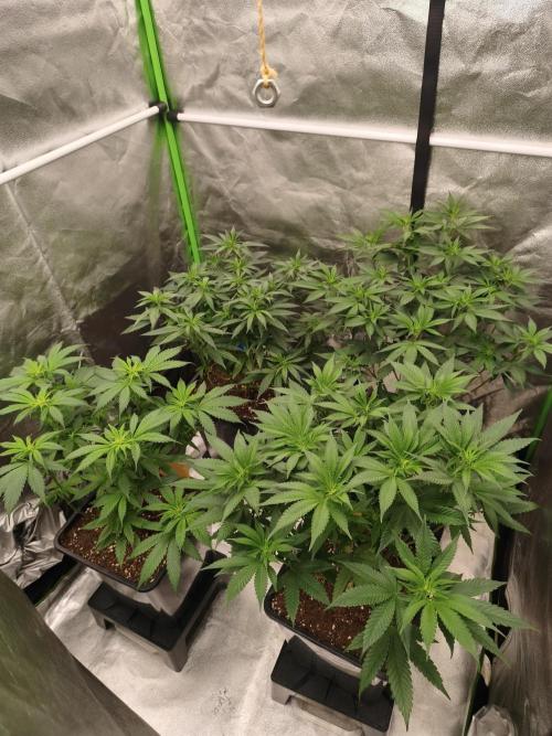 Sommer grow 2026. Week 3