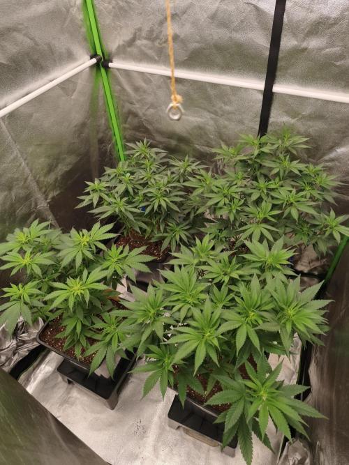 Sommer grow 2026. Week 3