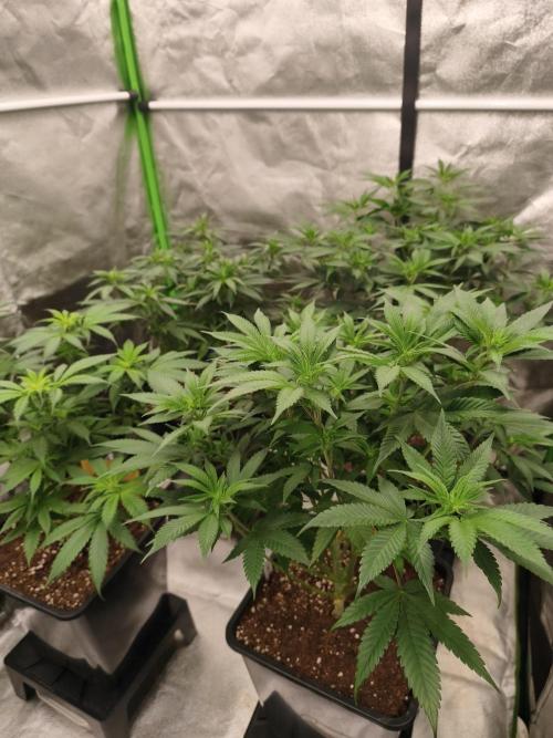 Sommer grow 2026. Week 3