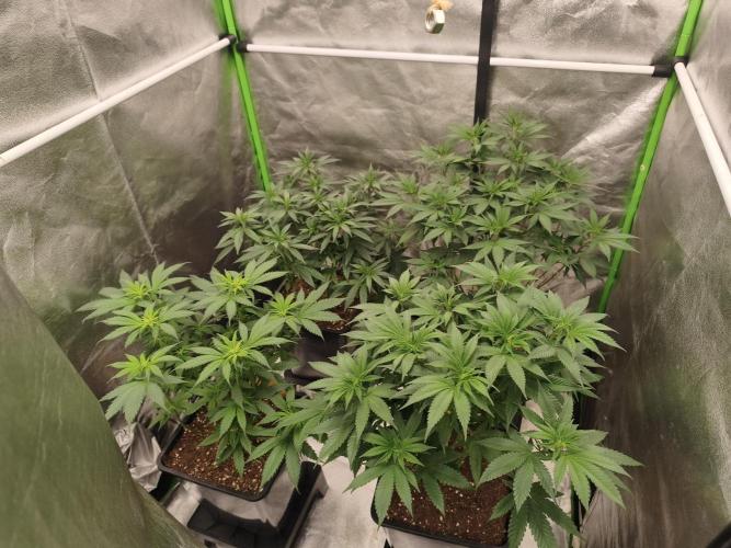 Sommer grow 2026. Week 3