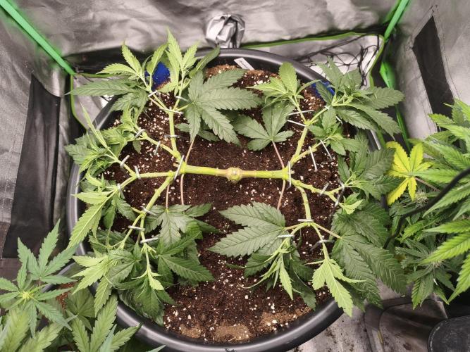 Big Mainline Project. Week 11