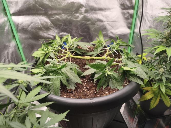 Big Mainline Project. Week 11