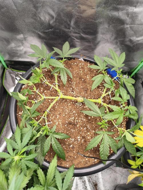 Big Mainline Project. Week 11