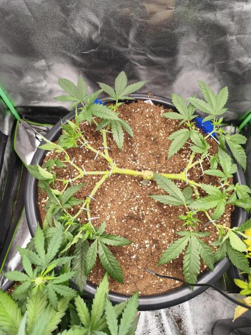 Big Mainline Project. Week 11