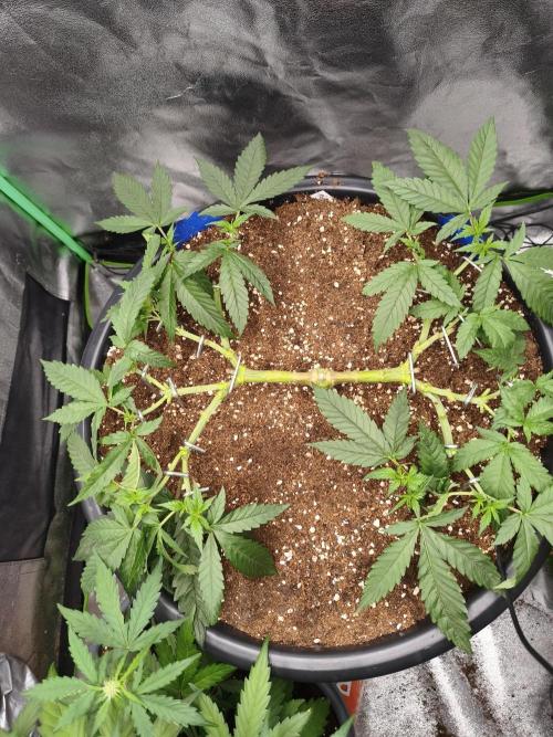 Big Mainline Project. Week 11