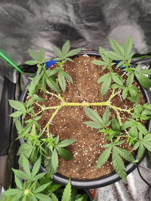 Big Mainline Project. Week 11