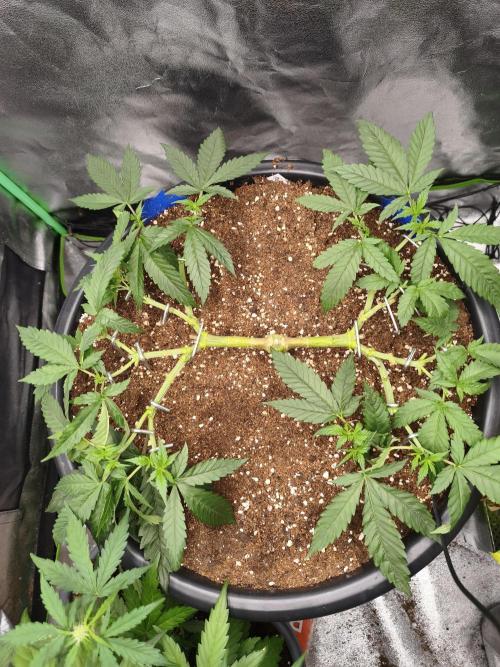 Big Mainline Project. Week 11