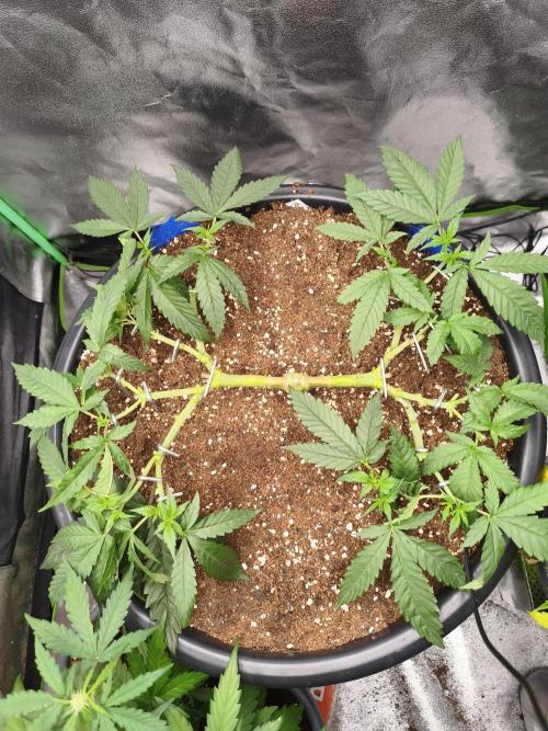 Big Mainline Project. Week 11