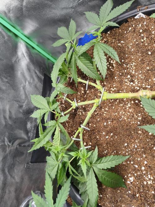 Big Mainline Project. Week 11