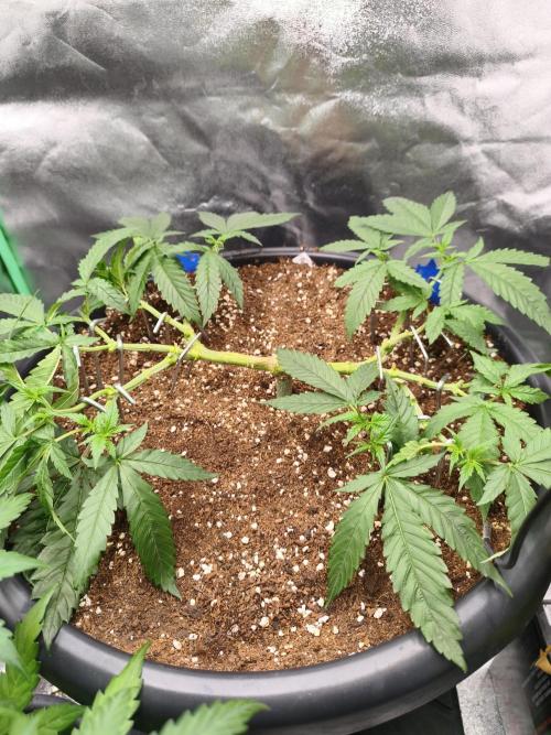 Big Mainline Project. Week 11