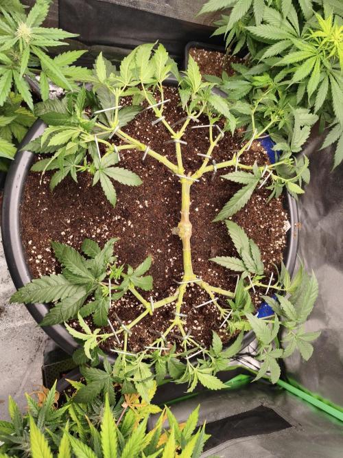 Big Mainline Project. Week 12