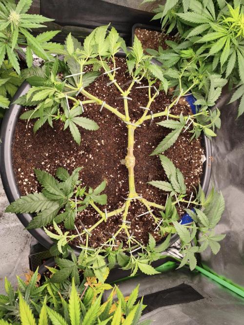 Big Mainline Project. Week 12