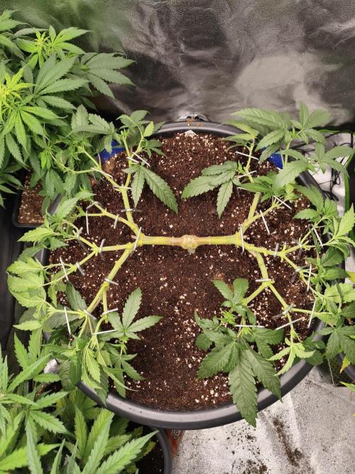 Big Mainline Project. Week 12