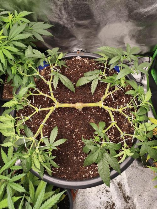 Big Mainline Project. Week 12