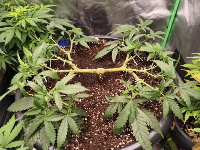 Big Mainline Project. Week 12