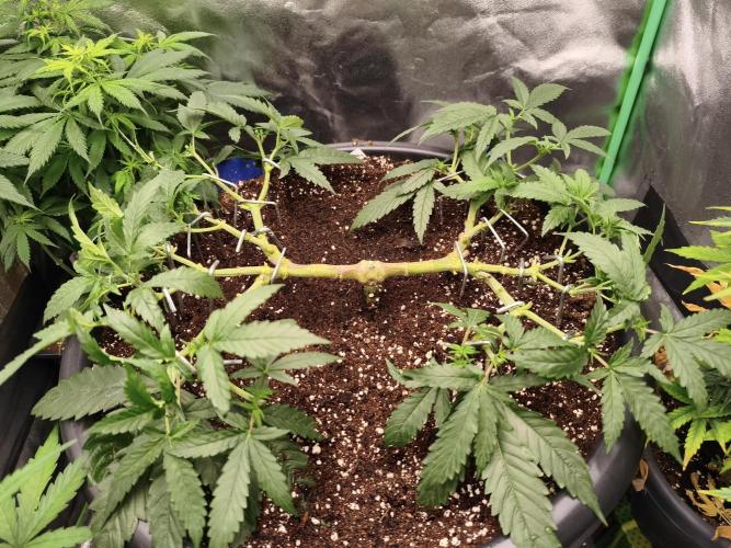 Big Mainline Project. Week 12